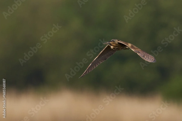 Fototapeta Bittern (Botaurus Stellaris) flying over the reedbeds of the Somerset Levels in Somerset, United Kingdom.