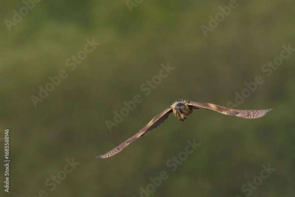 Fototapeta Bittern (Botaurus Stellaris) flying over the reedbeds of the Somerset Levels in Somerset, United Kingdom.