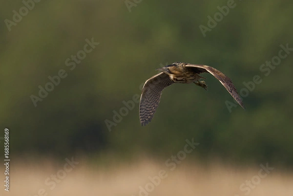 Fototapeta Bittern (Botaurus Stellaris) flying over the reedbeds of the Somerset Levels in Somerset, United Kingdom.