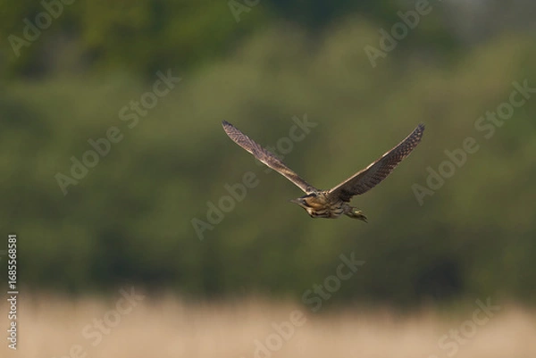 Fototapeta Bittern (Botaurus Stellaris) flying over the reedbeds of the Somerset Levels in Somerset, United Kingdom.