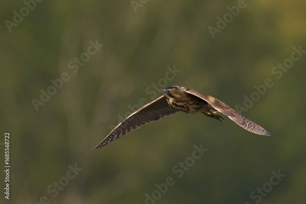 Fototapeta Bittern (Botaurus Stellaris) flying over the reedbeds of the Somerset Levels in Somerset, United Kingdom.