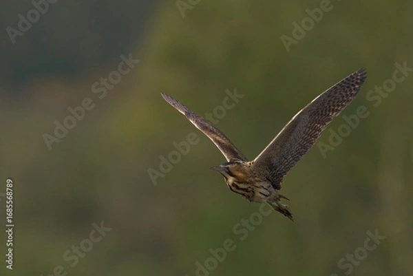 Fototapeta Bittern (Botaurus Stellaris) flying over the reedbeds of the Somerset Levels in Somerset, United Kingdom.