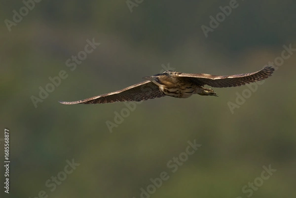 Fototapeta Bittern (Botaurus Stellaris) flying over the reedbeds of the Somerset Levels in Somerset, United Kingdom.