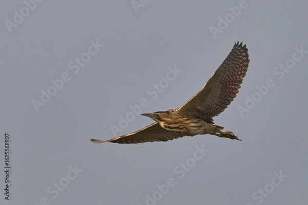Fototapeta Bittern (Botaurus Stellaris) flying over the reedbeds of the Somerset Levels in Somerset, United Kingdom.