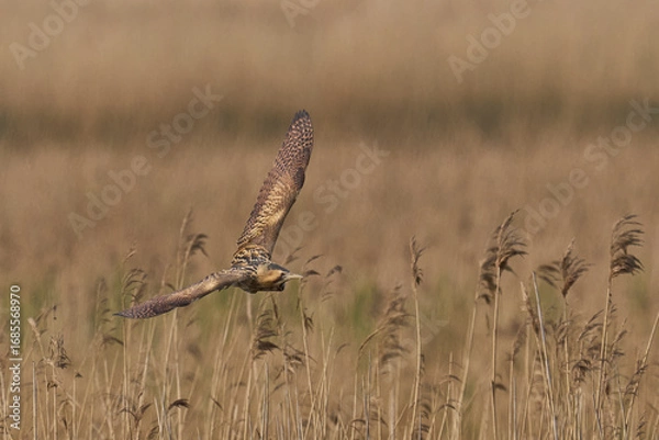 Fototapeta Bittern (Botaurus Stellaris) flying over the reedbeds of the Somerset Levels in Somerset, United Kingdom.