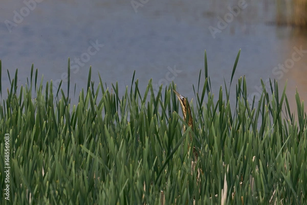 Fototapeta Bittern (Botaurus Stellaris) in a reedbed and sky pointing on the Somerset Levels in Somerset, United Kingdom.