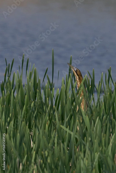 Fototapeta Bittern (Botaurus Stellaris) in a reedbed and sky pointing on the Somerset Levels in Somerset, United Kingdom.