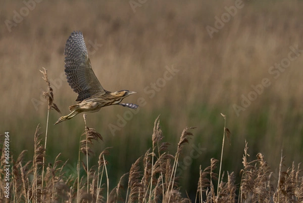 Fototapeta Bittern (Botaurus Stellaris) flying over the reedbeds of the Somerset Levels in Somerset, United Kingdom.