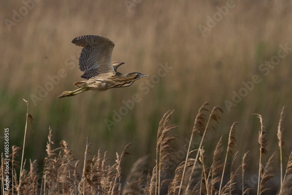 Fototapeta Bittern (Botaurus Stellaris) flying over the reedbeds of the Somerset Levels in Somerset, United Kingdom.