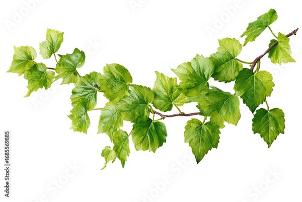 Fototapeta A detailed illustration of a branch with vibrant green leaves.