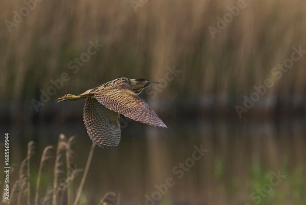 Fototapeta Bittern (Botaurus Stellaris) flying over the reedbeds of the Somerset Levels in Somerset, United Kingdom.