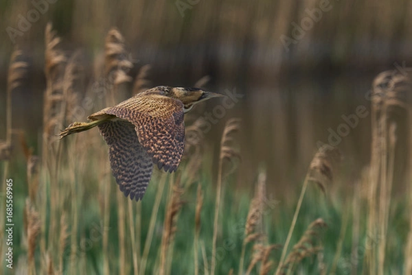 Fototapeta Bittern (Botaurus Stellaris) flying over the reedbeds of the Somerset Levels in Somerset, United Kingdom.