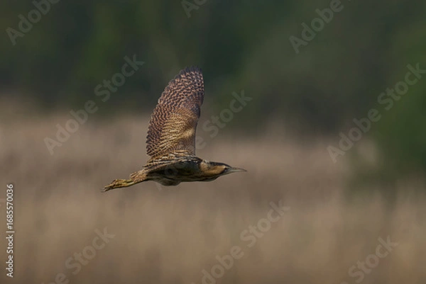 Fototapeta Bittern (Botaurus Stellaris) flying over the reedbeds of the Somerset Levels in Somerset, United Kingdom.