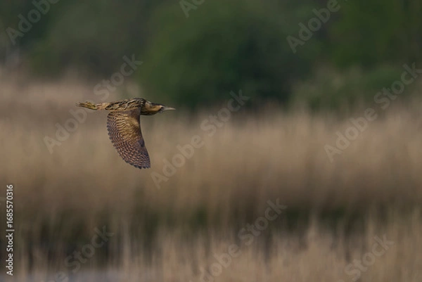 Fototapeta Bittern (Botaurus Stellaris) flying over the reedbeds of the Somerset Levels in Somerset, United Kingdom.