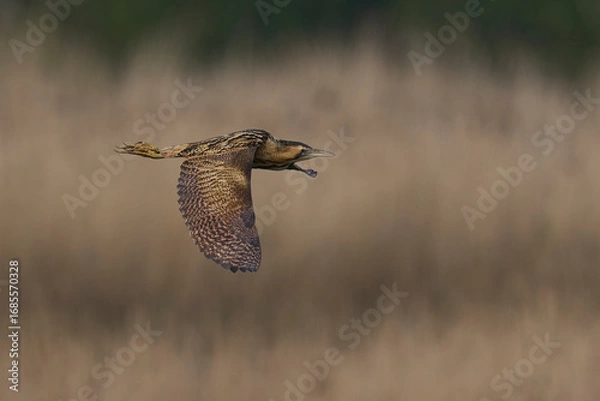 Fototapeta Bittern (Botaurus Stellaris) flying over the reedbeds of the Somerset Levels in Somerset, United Kingdom.