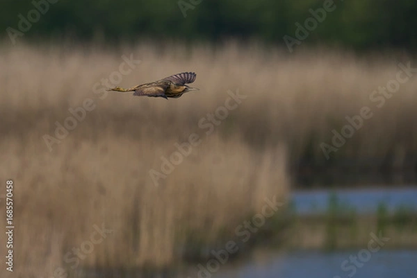 Fototapeta Bittern (Botaurus Stellaris) flying over the reedbeds of the Somerset Levels in Somerset, United Kingdom.