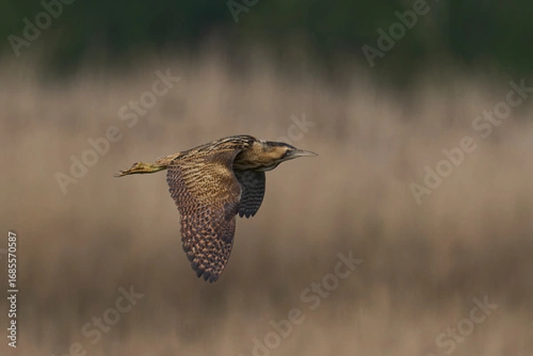 Fototapeta Bittern (Botaurus Stellaris) flying over the reedbeds of the Somerset Levels in Somerset, United Kingdom.