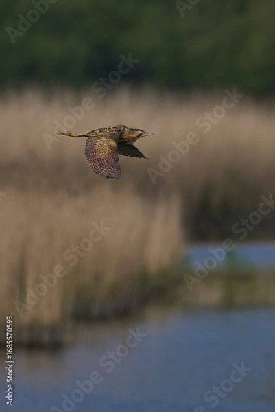 Fototapeta Bittern (Botaurus Stellaris) flying over the reedbeds of the Somerset Levels in Somerset, United Kingdom.
