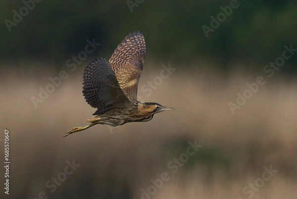 Fototapeta Bittern (Botaurus Stellaris) flying over the reedbeds of the Somerset Levels in Somerset, United Kingdom.