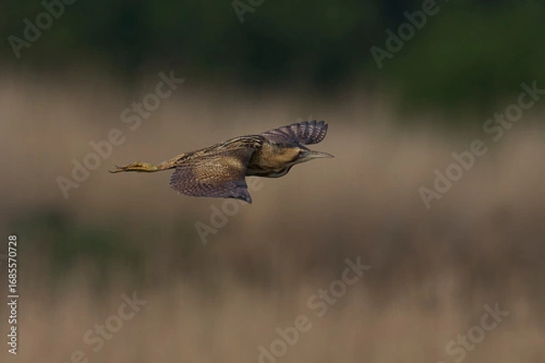 Fototapeta Bittern (Botaurus Stellaris) flying over the reedbeds of the Somerset Levels in Somerset, United Kingdom.