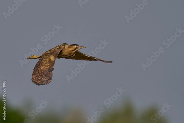 Fototapeta Bittern (Botaurus Stellaris) flying over the reedbeds of the Somerset Levels in Somerset, United Kingdom.