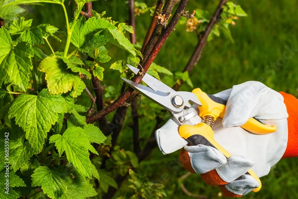 Obraz gardener's hand with  pruning scissors