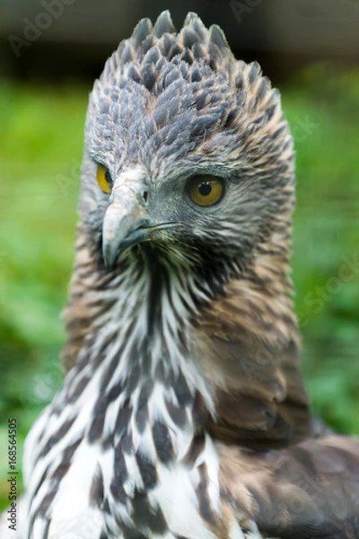 Fototapeta Close up of a Changeable Hawk-Eagle.