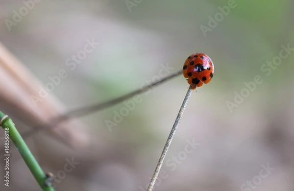 Fototapeta Closeup ladybug on bamboo
