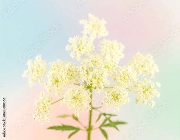 Obraz Close-up of delicate white flowers