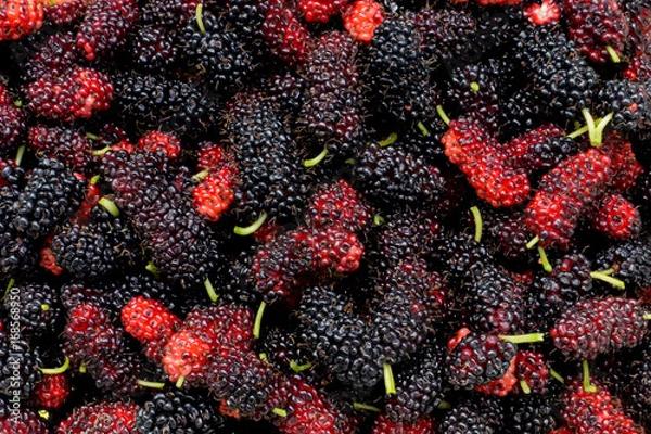 Obraz Black and red mulberry background.