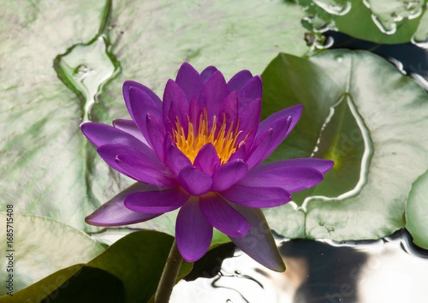 Fototapeta  Nymphaea, nouchali Burm