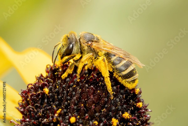 Fototapeta Ligated Furrow Bee full of pollen on its legs on a yellow rudbeckia flower with blurred background