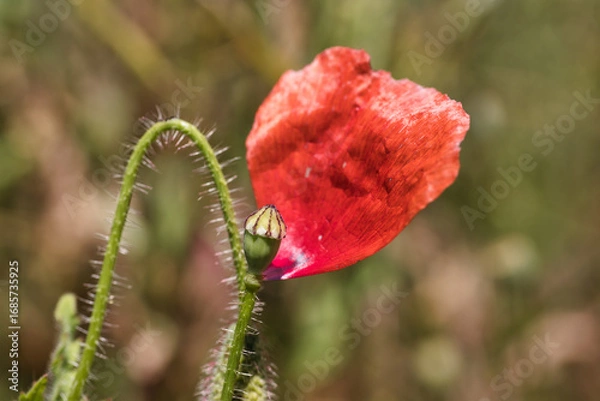 Fototapeta einzelnes Blatt an einer Mohnblume