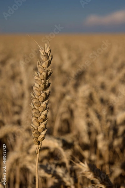 Fototapeta freigestellte Ähre in einem Kornfeld