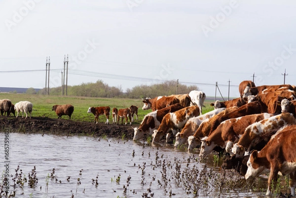 Fototapeta A herd of cows on a farm. Livestock complex. Raising cattle..