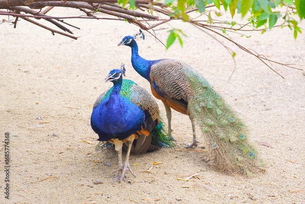 Fototapeta Two Indian peacocks on the ground under tree branch in enclosure at the zoo