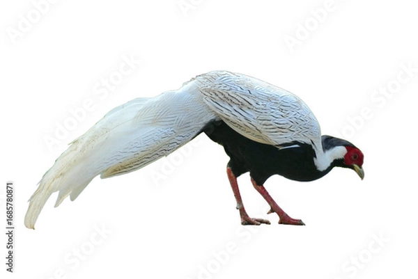 Fototapeta Silver Pheasant [Lophura nycthemera] Isolated on a White Background with Copy Text Space. Elegant Exotic Bird Element for Wildlife Posters, Cultural Themes, and Nature-Inspired Designs. PNG File