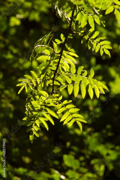 Obraz Selby North Yorkshire August 28th 2025 Brayton Barff woodlands on a late summers evening with sunlight streaming through the trees