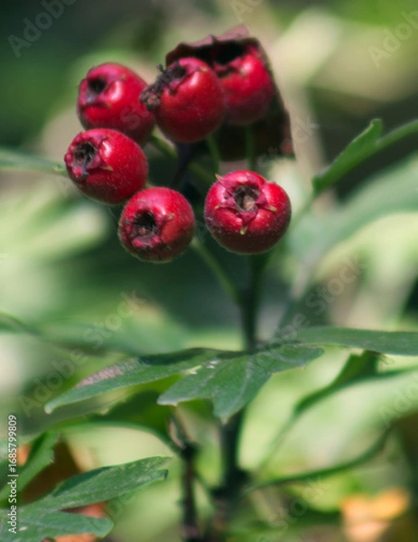 Obraz Wild red berries on a tree in a wood in the UK