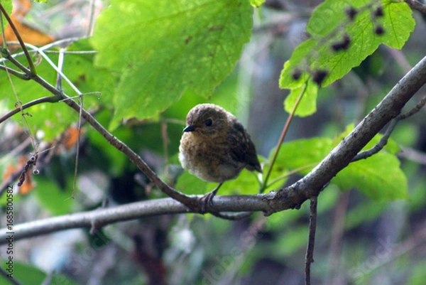 Obraz Robin perched on a branch in dense undergrowth on a late summers day In Britain
