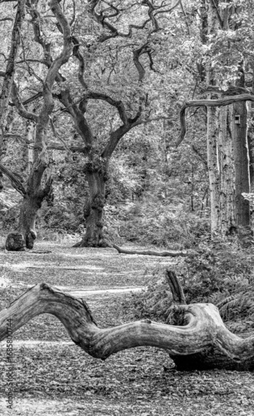 Obraz Brayton Barff woods near Selby on a late summers day in August the light streaming through trees on to the forest floor