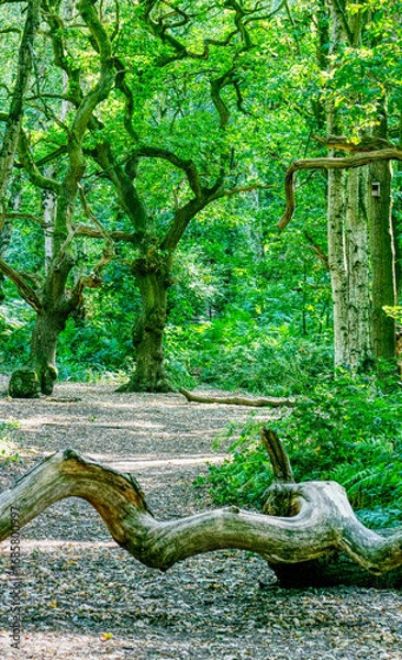 Obraz Brayton Barff woods near Selby on a late summers day in August the light streaming through trees on to the forest floor