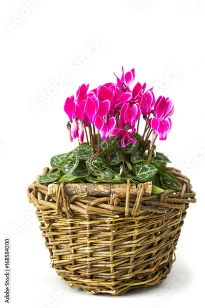 Fototapeta cyclamen persicum in a basket on white background