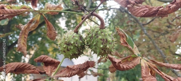 Obraz close up Kastanie 