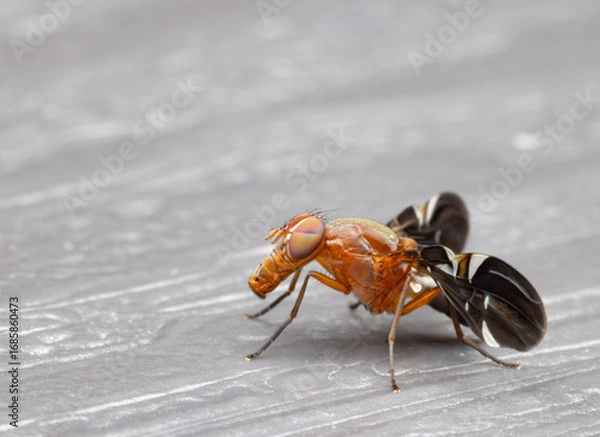 Obraz Fruit fly on table