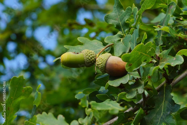 Fototapeta Eicheln am Baum