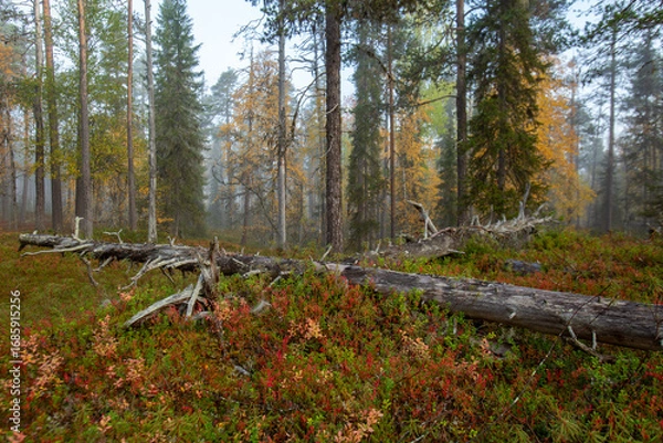 Fototapeta Beautiful autumn morning in taiga forest in Finland, Northern Europe. Forest landscape with crossed fallen down tree trunks and fall colors