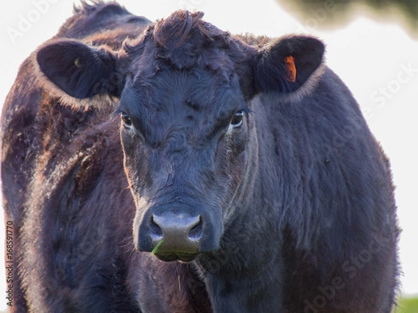 Obraz Black Angus Beef Cow