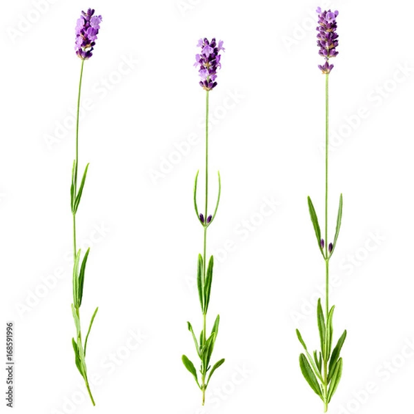 Fototapeta Set of three fresh lavender sprigs with violet flowers isolated on a white background. Design element for product label, catalog print, web use.