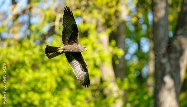 Obraz Hawk in flight, surrounded by trees